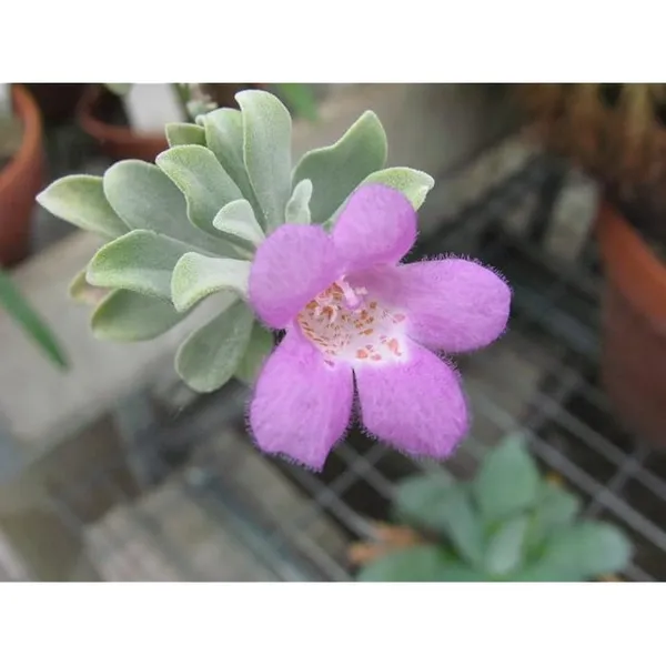 Silver_Queen_Floor_Plant