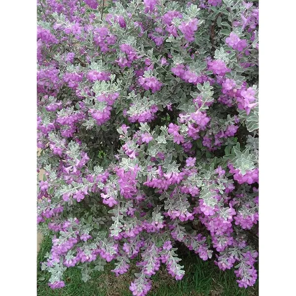 Silver_Queen_Floor_Plant