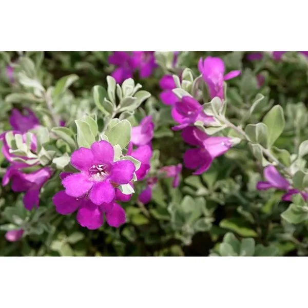 Silver_Queen_Floor_Plant