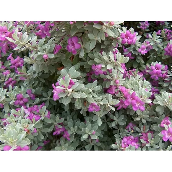 Silver_Queen_Floor_Plant