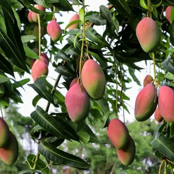 Sindhu_Toka_Red_Mango_Grafted_Fruit_Plant