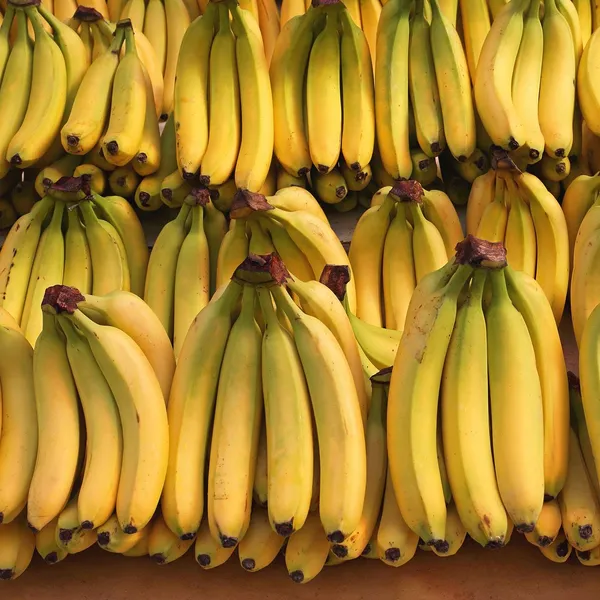 Singapuri_Variety_Banana_Fruit__Plants_&_Tree
