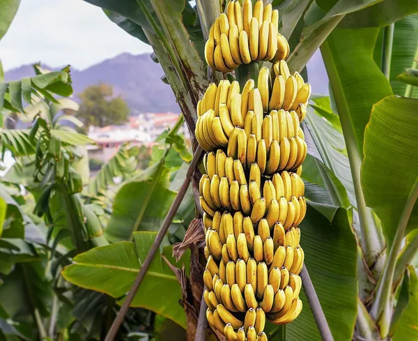 Singapuri_Variety_Banana_Fruit__Plants_&_Tree