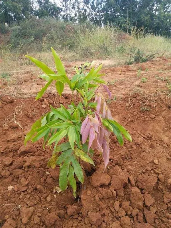 Sita_Ashoka_Plant_&_Tree_Six_Month_Old_Plant_(Pack_Of_1)