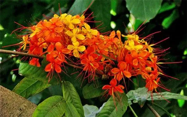 Sita_Ashoka_Plant_&_Tree_Six_Month_Old_Plant_(Pack_Of_1)