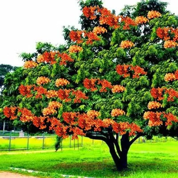 Sita_Ashoka_Plant_&_Tree_Six_Month_Old_Plant_(Pack_Of_1)