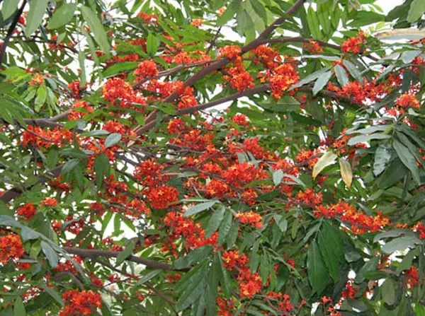 Sita_Ashoka_Plant_&_Tree_Six_Month_Old_Plant_(Pack_Of_1)