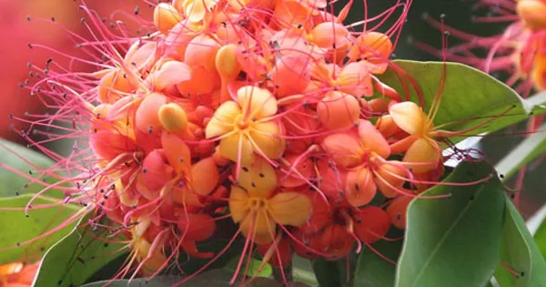 Sita_Ashoka_Plant_&_Tree_Six_Month_Old_Plant_(Pack_Of_1)