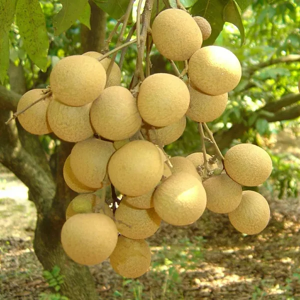 Daw_Dragon_Eye_Longan_Grafted_Fruit_Plant_(1-2_Feet_Height)