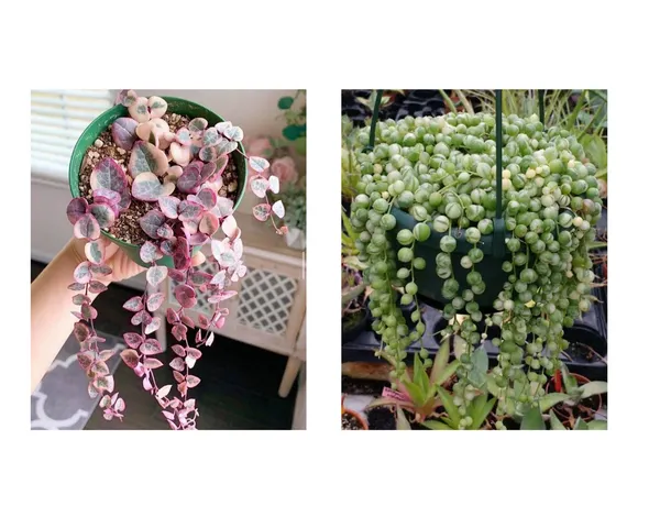 string_of_heart_verigated_and_string_of_pearls_verigated_combo
