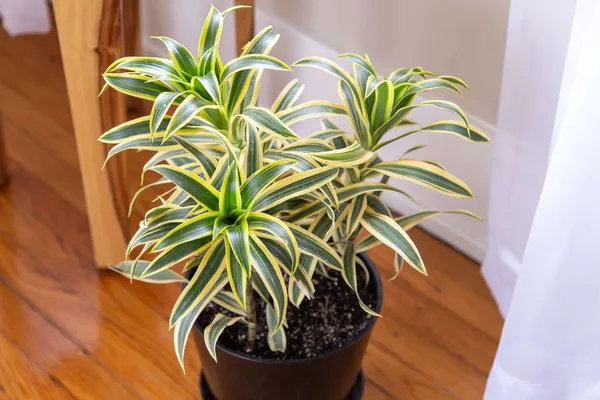Song_Of_India_Variegata_/Indoor_Plant