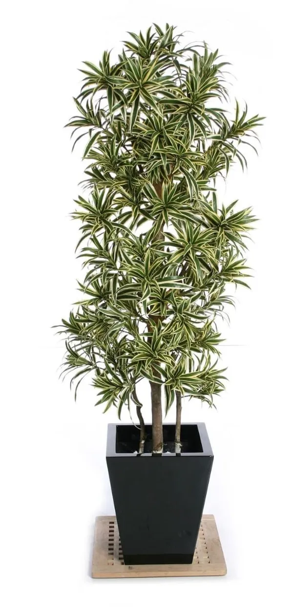 Song_Of_India_Variegata_/Indoor_Plant