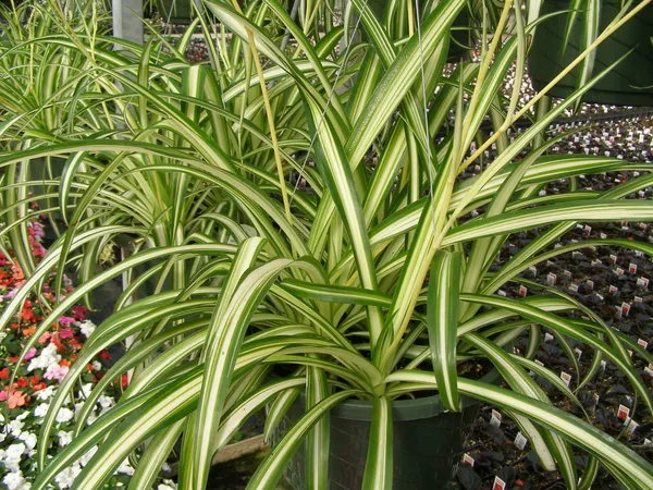 Spider_Plant_(Air_Purifying)_Pack_Of_1