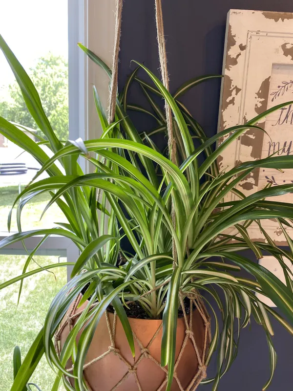 Spider_Plant_(Air_Purifying)_Pack_Of_1