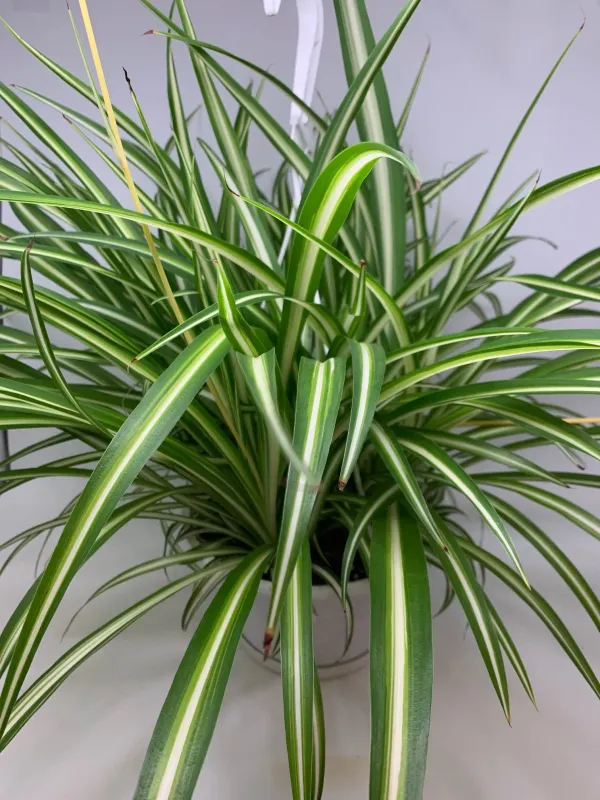 Spider_Plant_(Air_Purifying)_Pack_Of_1