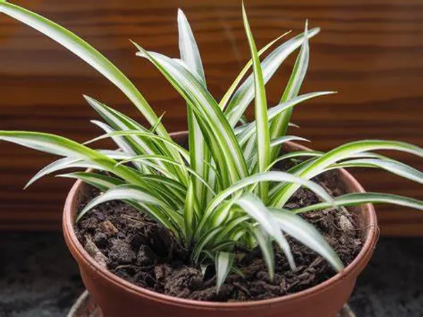 Spider_Plant_(Air_Purifying)_Pack_Of_1