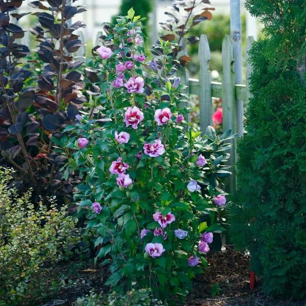 Purple_Pillar_Hibiscus_Outdoor_Plant