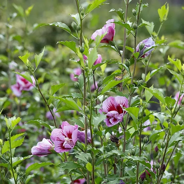 Purple_Pillar_Hibiscus_Outdoor_Plant