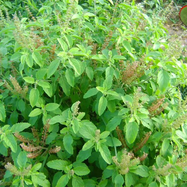 Sree_Lakshmi_Tulsi_Auspicious_Plant_(1.5-3_Feet_Height_Pack_Of_1)