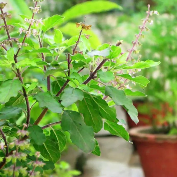 Sree_Lakshmi_Tulsi_Auspicious_Plant_(1.5-3_Feet_Height_Pack_Of_1)