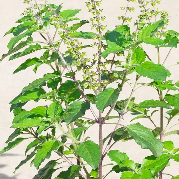 Sree_Lakshmi_Tulsi_Auspicious_Plant_(1.5-3_Feet_Height_Pack_Of_1)