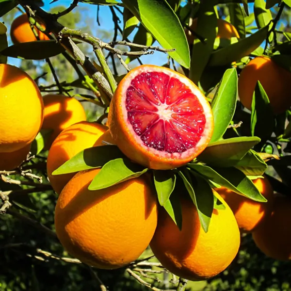 Hybrid_Red_Orange_Blood_Orange_Plant_Fruit_Plant