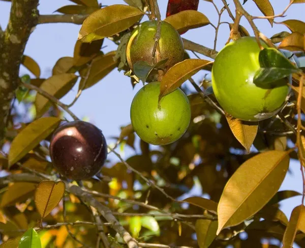 Purple_Milk_Fruit_Plant_–Sweet_&_Juicy_Variety,_Ideal_for_Home_Garden_or_Pots