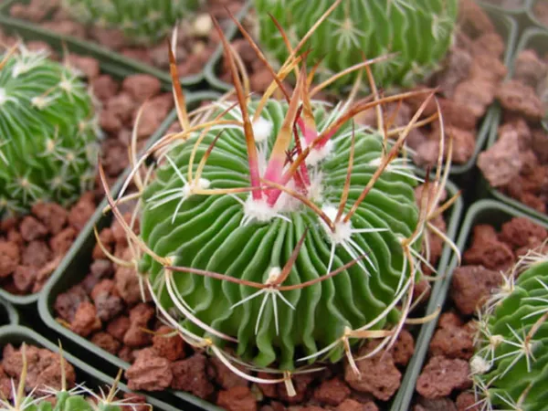 Stenocactus_multicostatus_/_Thai_brain_cactus