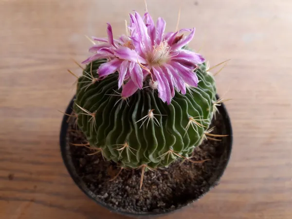 Stenocactus_multicostatus_/_Thai_brain_cactus