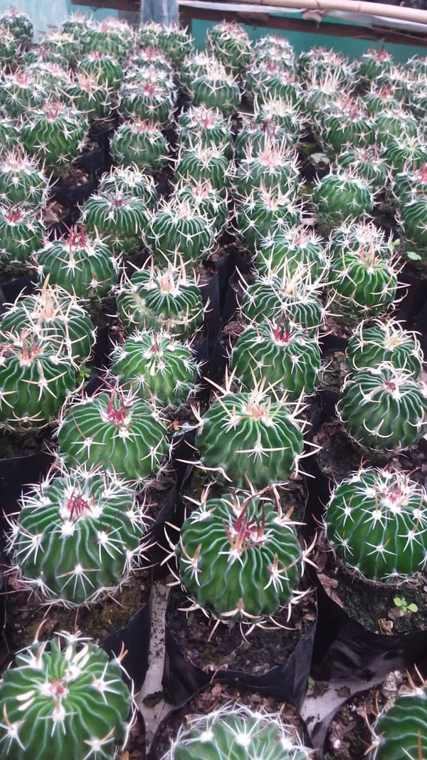 Stenocactus_multicostatus_/_Thai_brain_cactus
