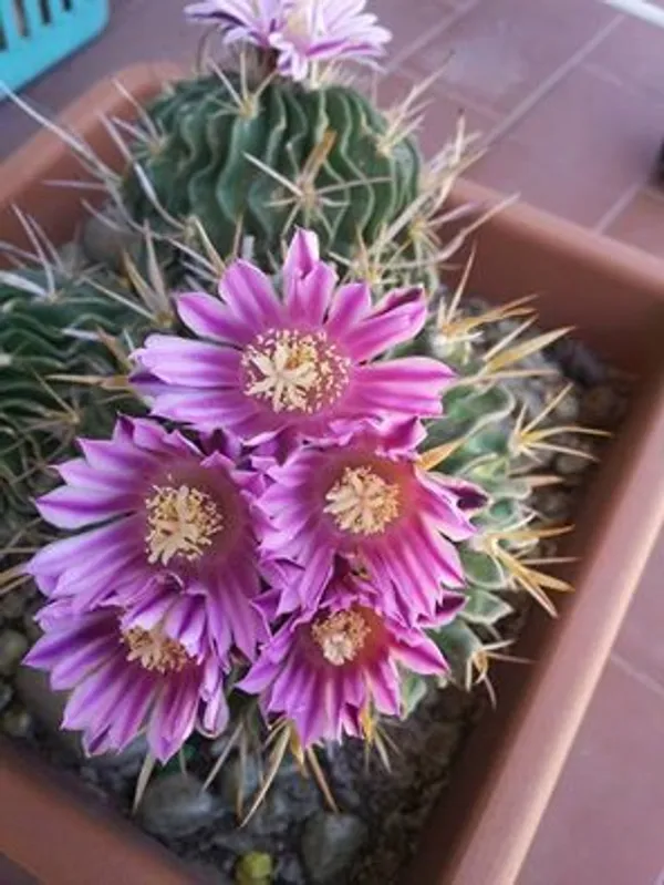 Stenocactus_multicostatus_/_Thai_brain_cactus
