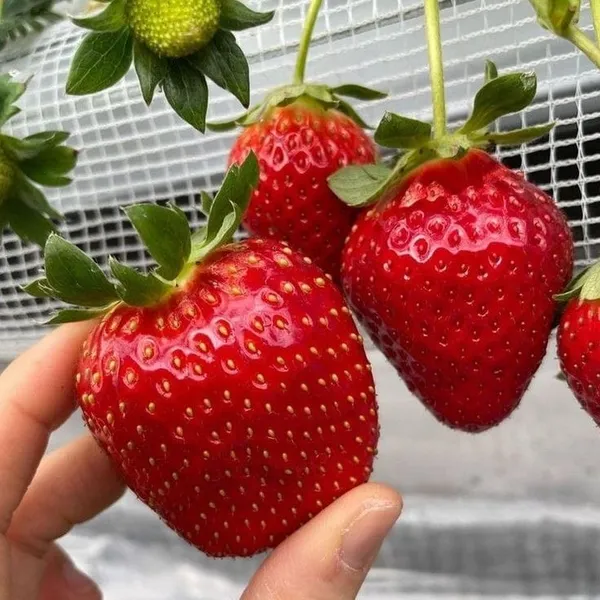 Strawberry_Fruit_Plant_(1.5-2_Feet_Height_Pack_Of_1)