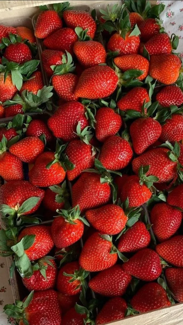 Strawberry_Fruit_Plant_(1.5-2_Feet_Height_Pack_Of_1)