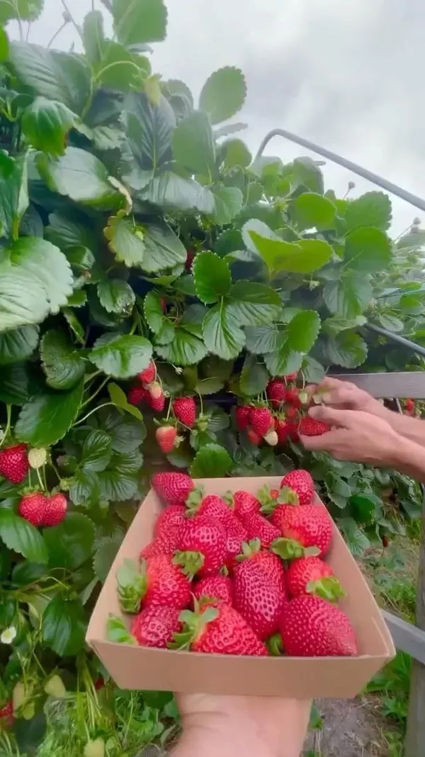 Strawberry_Fruit_Plant_(1.5-2_Feet_Height_Pack_Of_1)