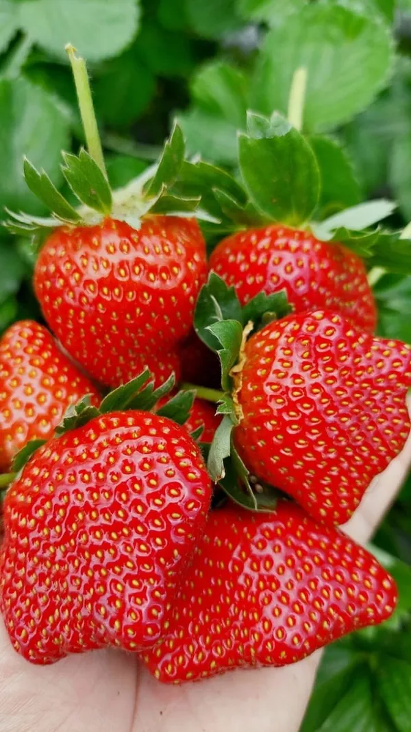 Strawberry_Fruit_Plant_(1.5-2_Feet_Height_Pack_Of_1)