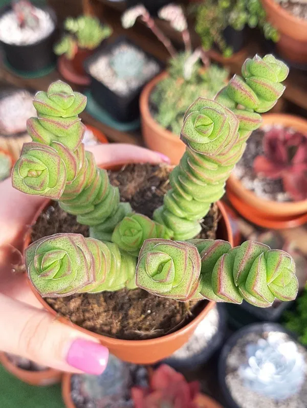 succulent_crassula_marnieriana