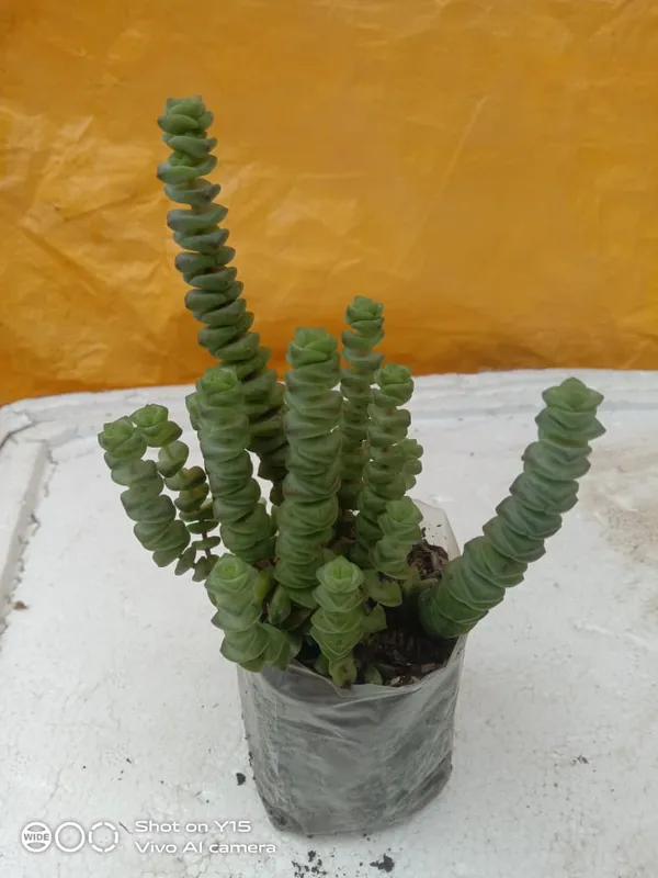 succulent_crassula_marnieriana