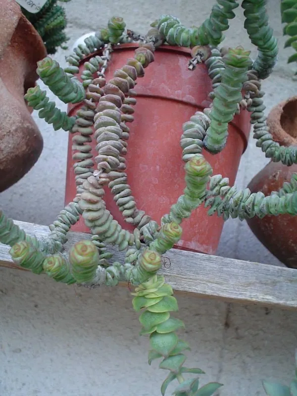 succulent_crassula_marnieriana