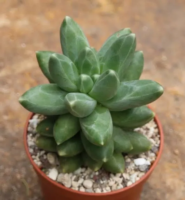 succulent_pachyphytum_compactum