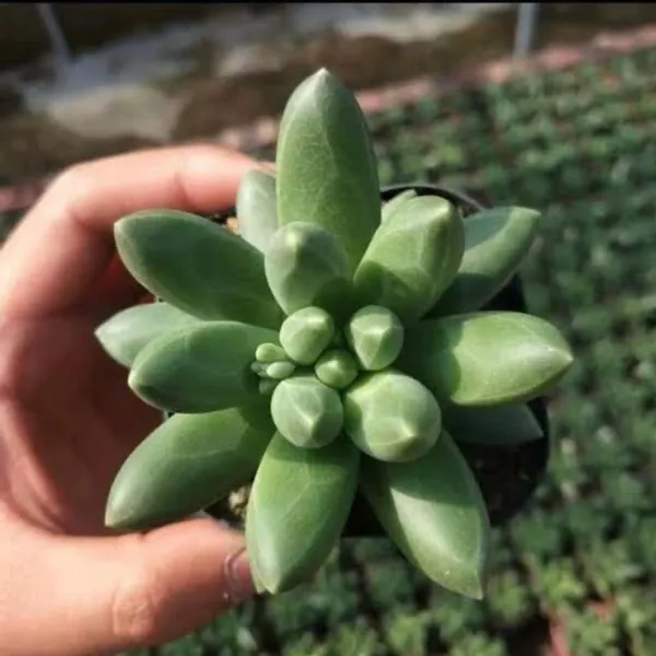 succulent_pachyphytum_compactum