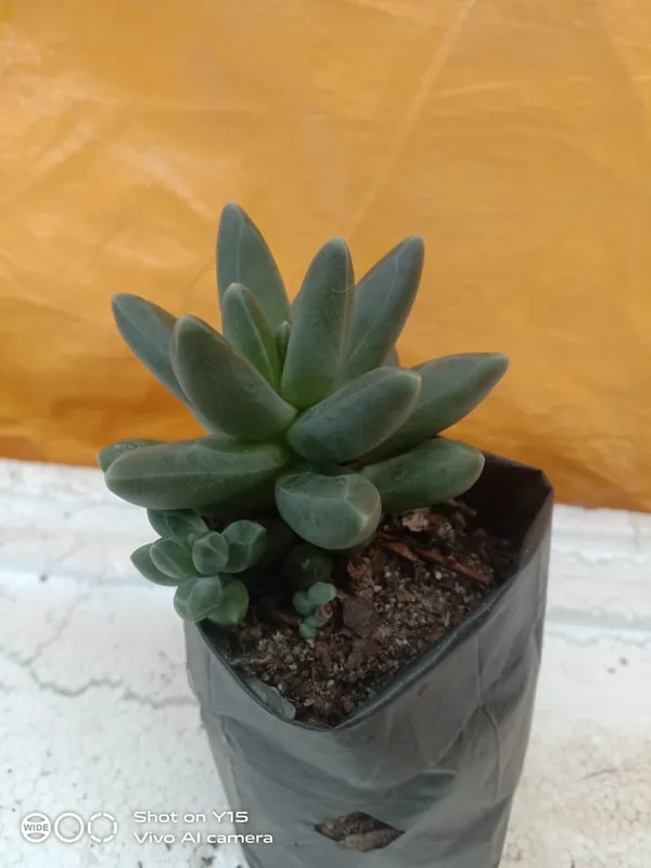 succulent_pachyphytum_compactum