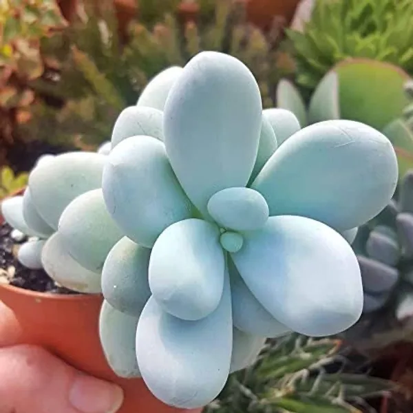 succulent_pachphytum_oviferum