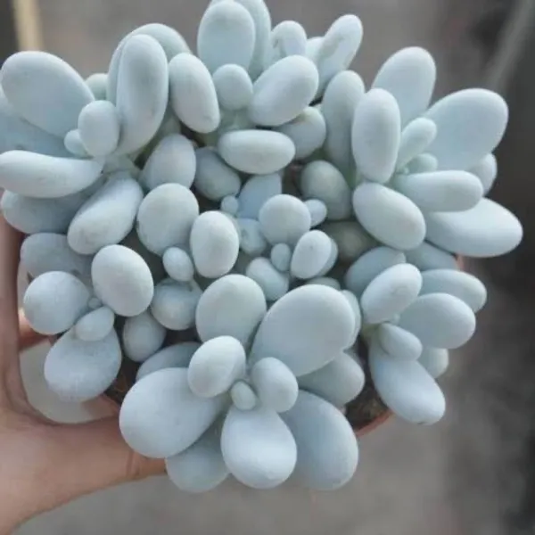 succulent_pachphytum_oviferum