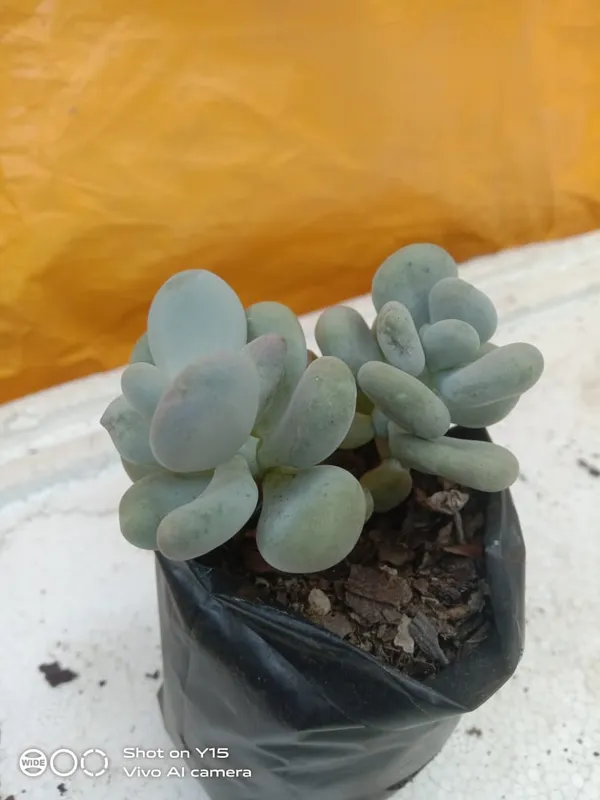 succulent_pachphytum_oviferum