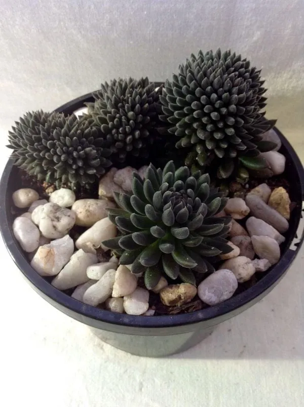 succulent_yunnanensis