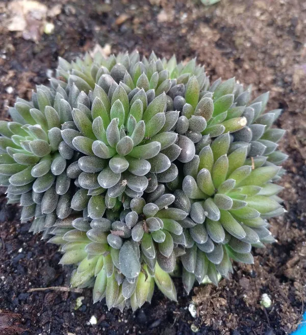 succulent_yunnanensis