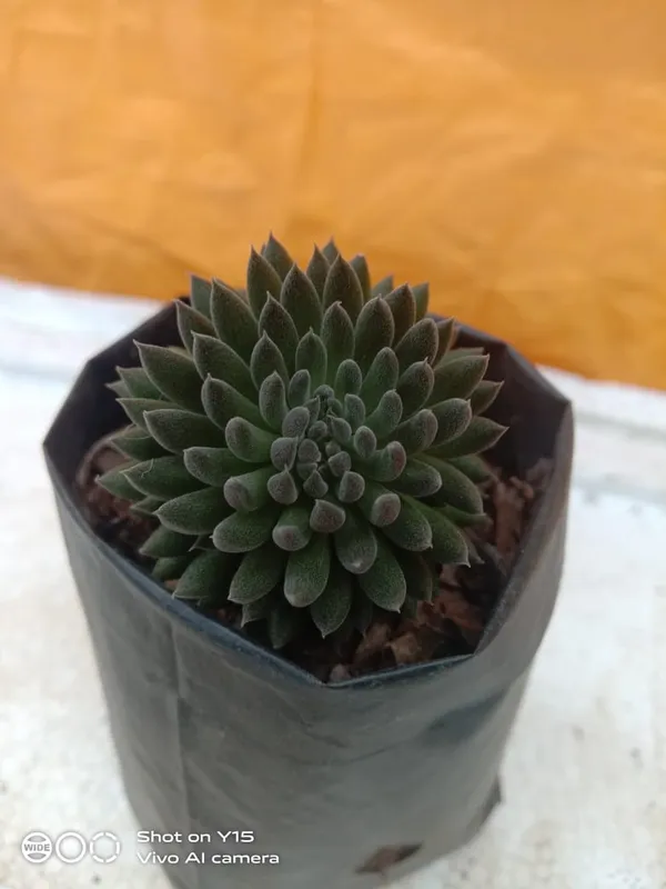 succulent_yunnanensis