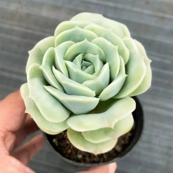 succulent_echeveria_lovely_rose