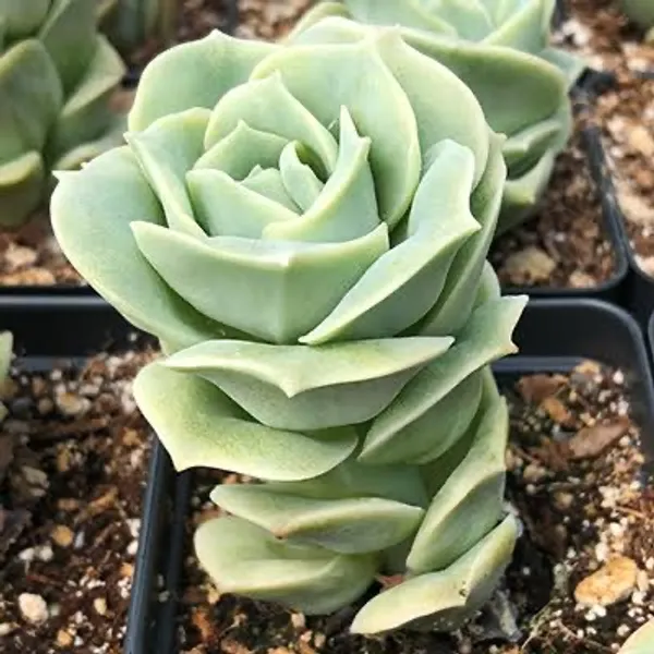 succulent_echeveria_lovely_rose