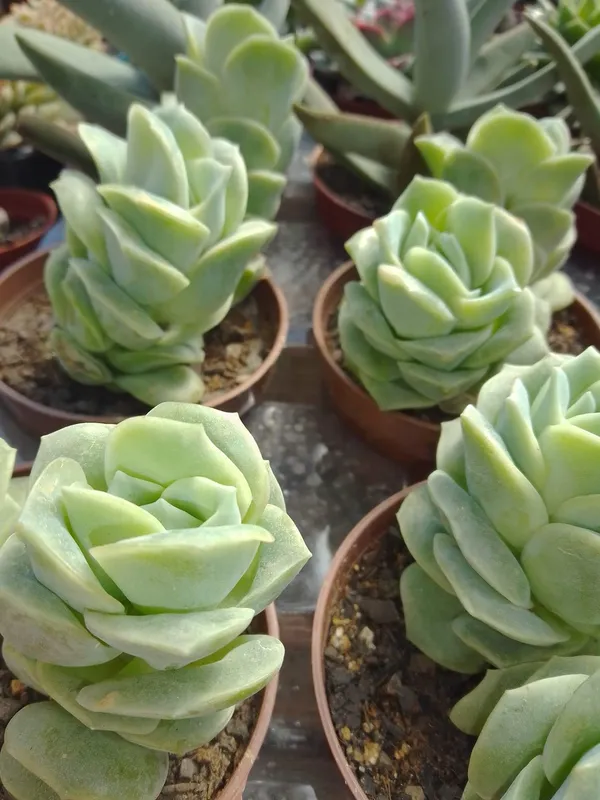 succulent_echeveria_lovely_rose